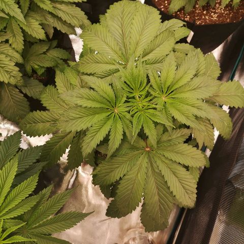 10th Planet growlog timeline photo
