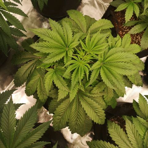 O. K. C growlog timeline photo