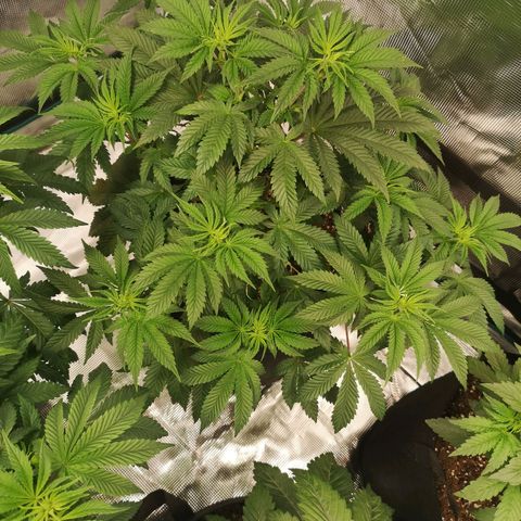 Grandaddy black growlog timeline photo