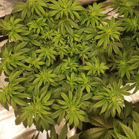 Northern Lights #5 growlog timeline photo