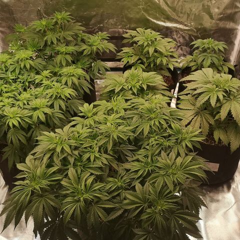 Europa Auto growlog timeline photo