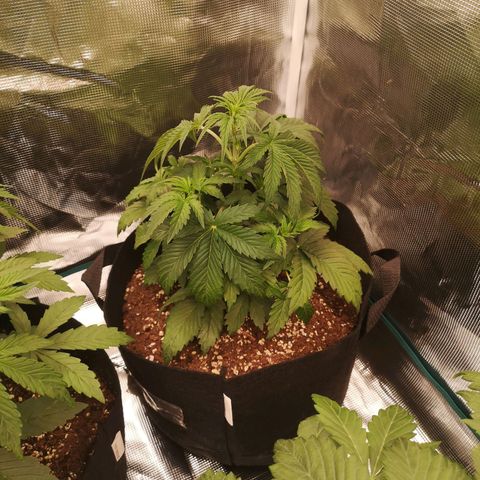 Banana hammock auto  growlog timeline photo