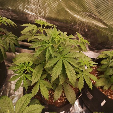 Europa Auto growlog timeline photo