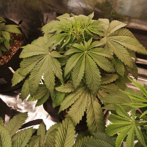 10th Planet growlog timeline photo