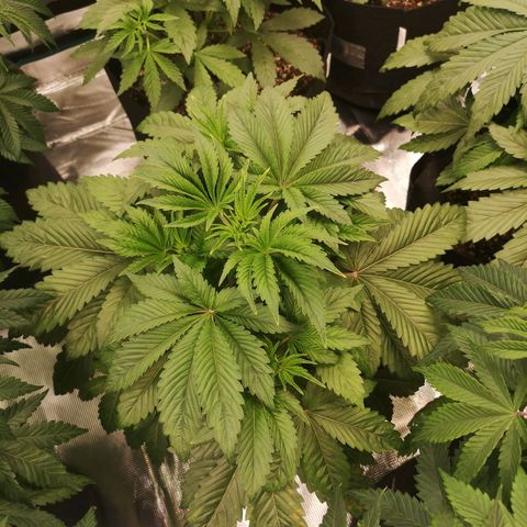 O. K. C growlog timeline photo