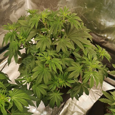 Grandaddy black growlog timeline photo