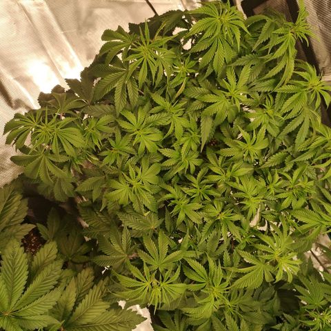 Northern Lights #5 growlog timeline photo