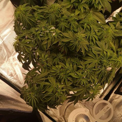 Cheese growlog timeline photo