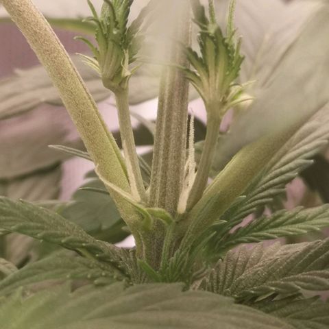 Banana hammock auto  growlog timeline photo