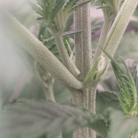Europa Auto growlog timeline photo