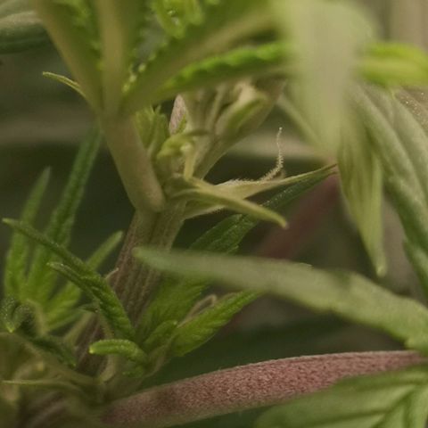 Northern Lights #5 growlog timeline photo