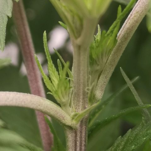 Cheese growlog timeline photo