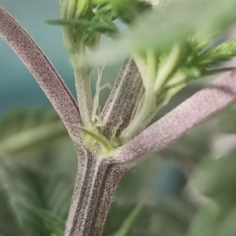 Grandaddy black growlog timeline photo