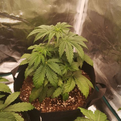 Banana hammock auto  growlog timeline photo