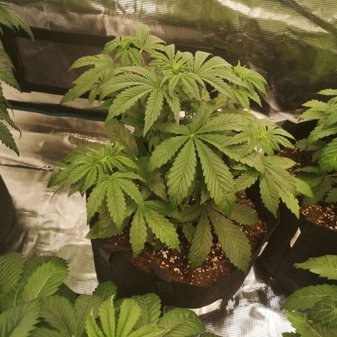 Europa Auto growlog timeline photo
