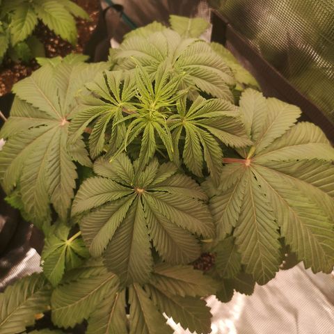 10th Planet growlog timeline photo