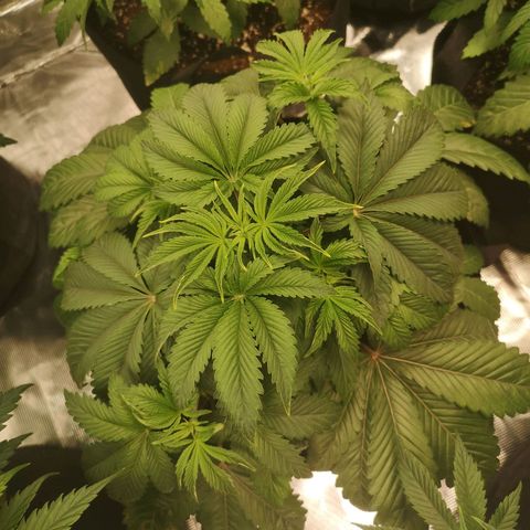 O. K. C growlog timeline photo
