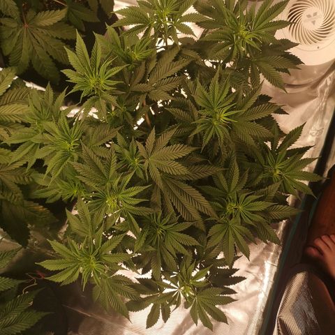 Grandaddy black growlog timeline photo