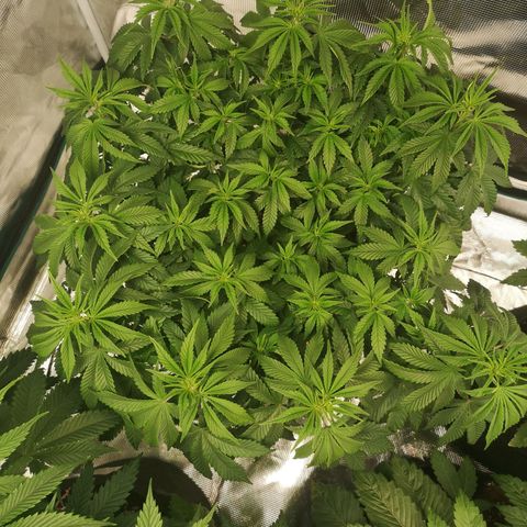 Northern Lights #5 growlog timeline photo