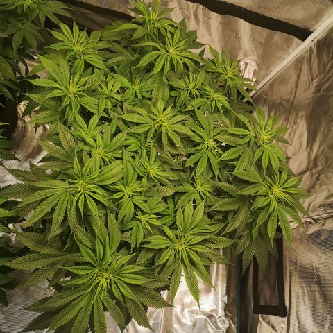 Cheese growlog timeline photo
