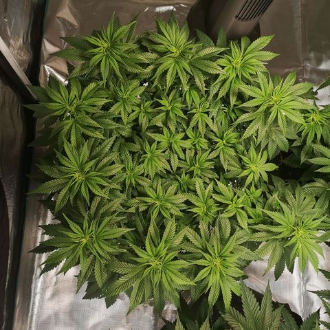 Northern Lights #5 growlog timeline photo