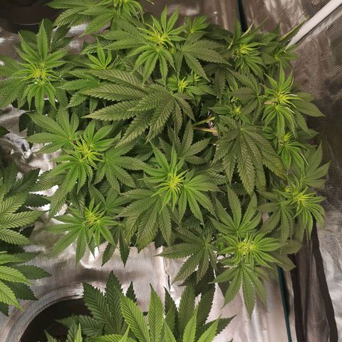Grandaddy black growlog timeline photo