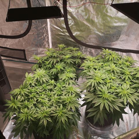 Cheese growlog timeline photo