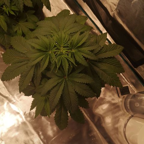 10th Planet growlog timeline photo