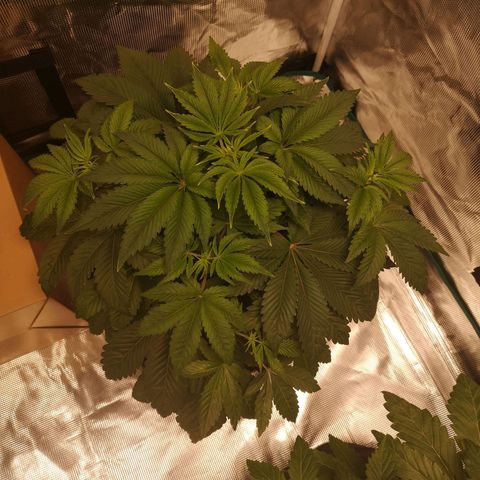O. K. C growlog timeline photo