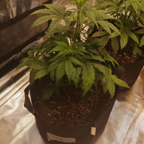 Banana hammock auto  growlog timeline photo