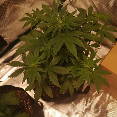 Europa Auto growlog timeline photo
