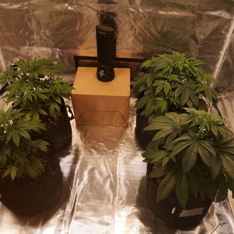 Europa Auto growlog timeline photo