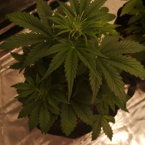 Banana hammock auto  growlog timeline photo