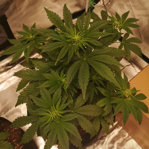 Europa Auto growlog timeline photo