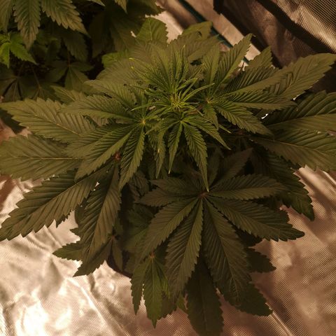 10th Planet growlog timeline photo