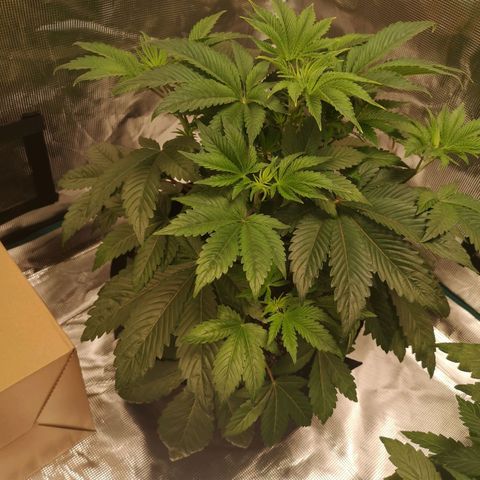 O. K. C growlog timeline photo