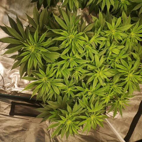 Cheese growlog timeline photo