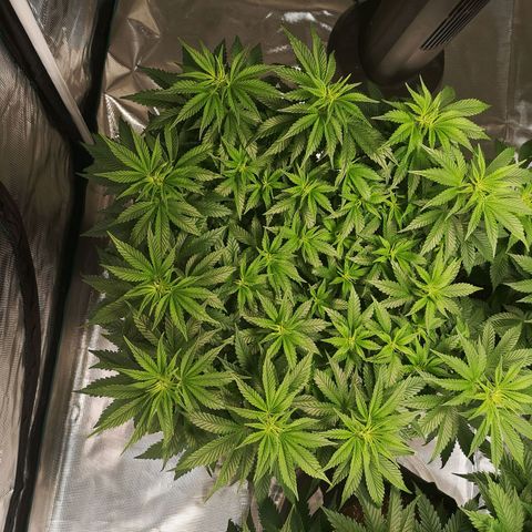 Northern Lights #5 growlog timeline photo