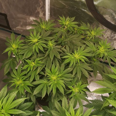 Grandaddy black growlog timeline photo