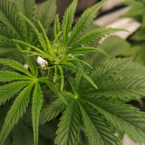 Banana hammock auto  growlog timeline photo