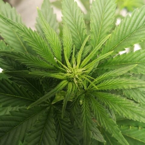 Europa Auto growlog timeline photo