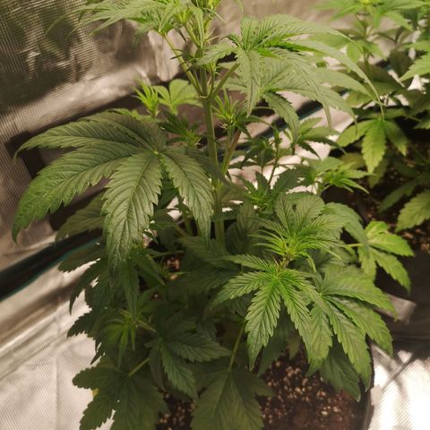 Banana hammock auto  growlog timeline photo