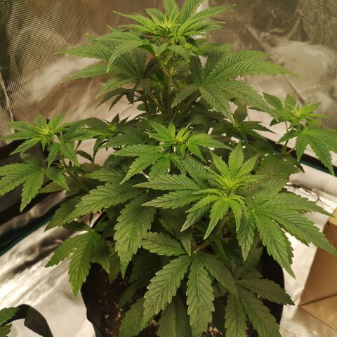 Europa Auto growlog timeline photo