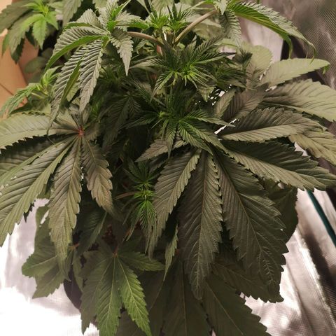 10th Planet growlog timeline photo