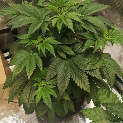 O. K. C growlog timeline photo