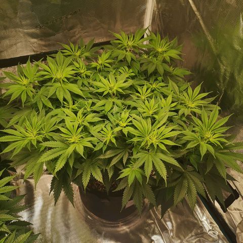 Cheese growlog timeline photo
