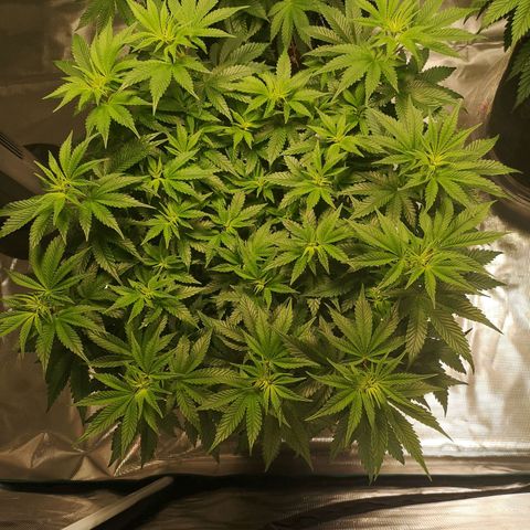 Northern Lights #5 growlog timeline photo