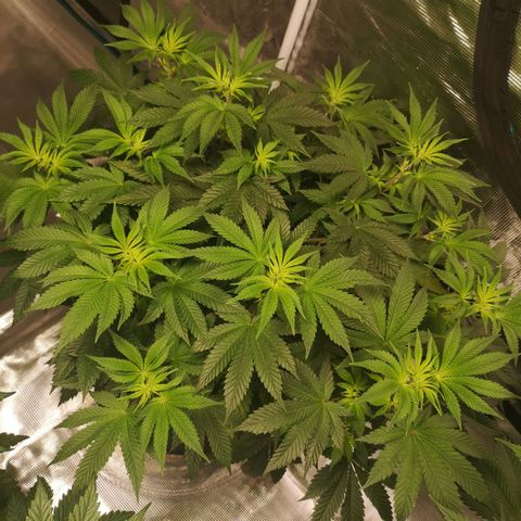 Grandaddy black growlog timeline photo