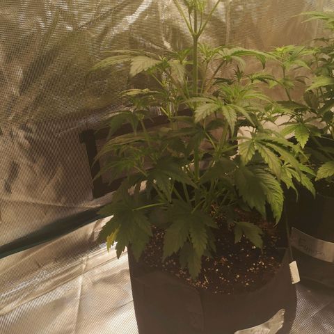 Banana hammock auto  growlog timeline photo