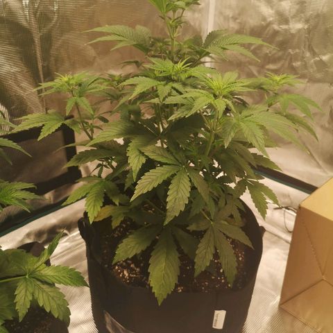 Europa Auto growlog timeline photo